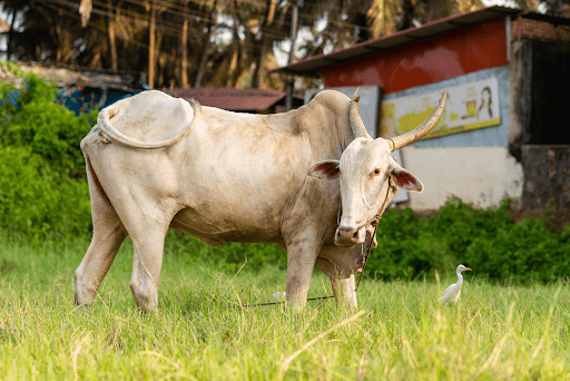 What Actually Determines the Final Price for Half Cow